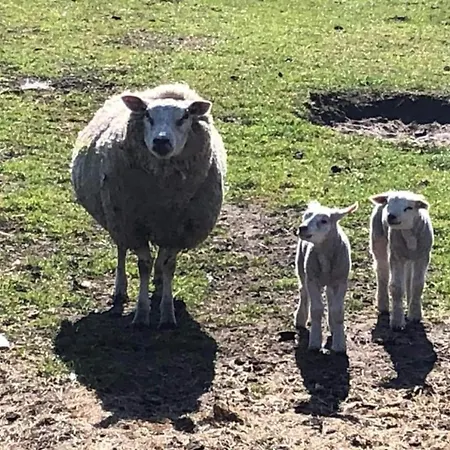 Prázdninový dům Texel With Garden & Pool De Cocksdorp (Texel)