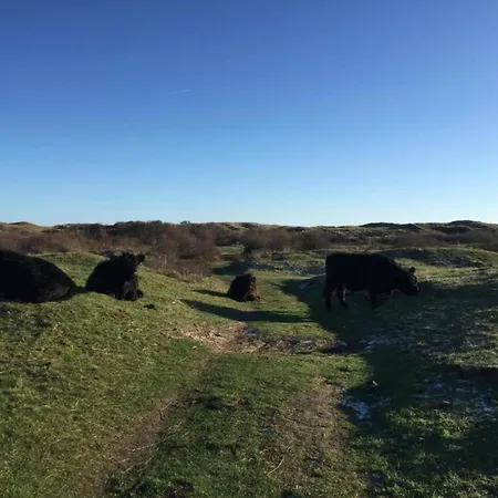 Texel With Garden & Pool Prázdninový dům De Cocksdorp (Texel)